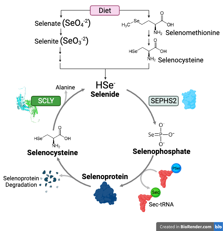 Se-Recycling Pathway Simplified (3)